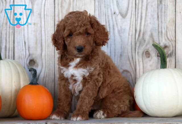 Skippy Goldendoodle image