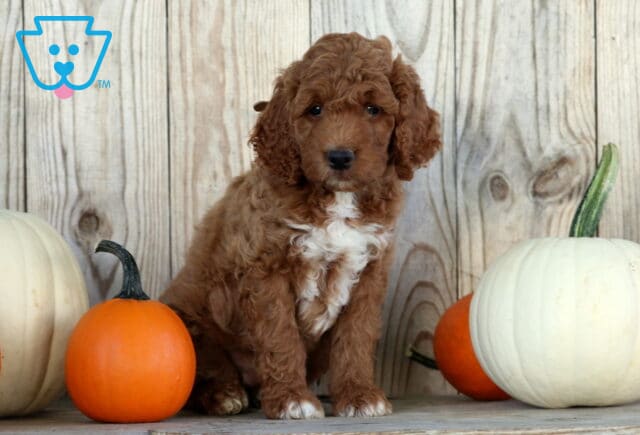 Skippy Goldendoodle2 image