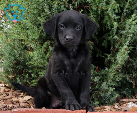 Skippy Lab Mix