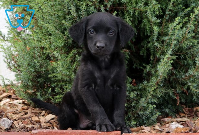 Skippy Lab Mix image