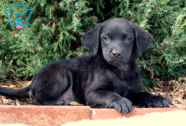 Skippy Lab Mix2 image