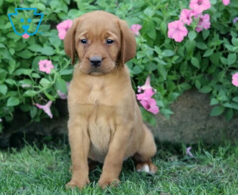 Skittles Lab