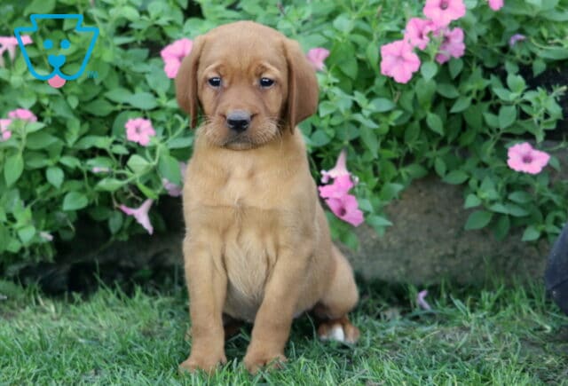 Skittles Lab image
