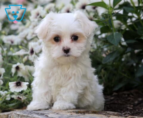 Skittles Maltese
