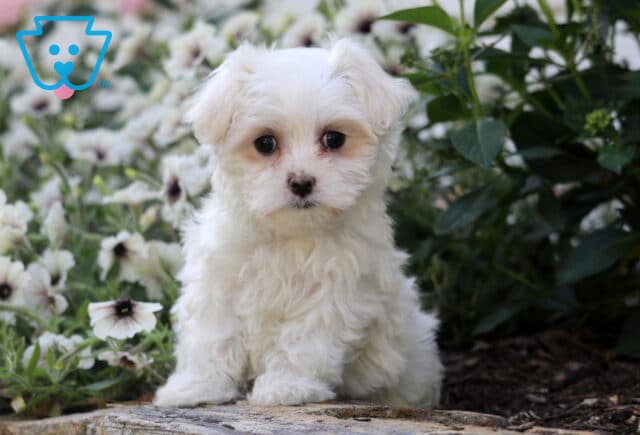Skittles Maltese image