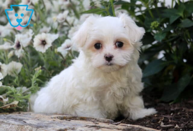 Skittles Maltese2 image
