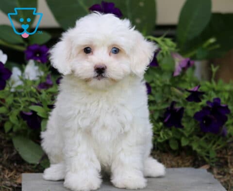 Skittles Maltipoo
