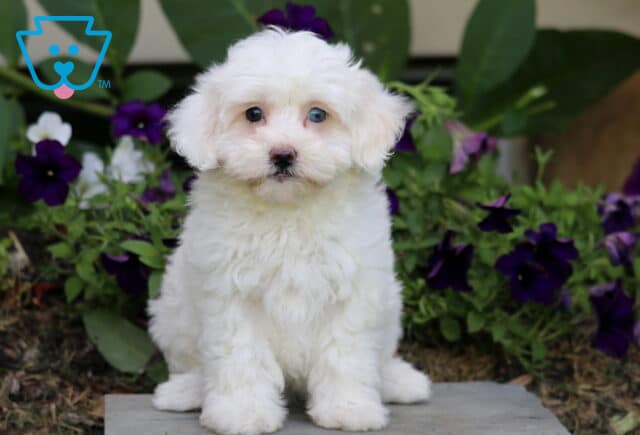 Skittles Maltipoo image