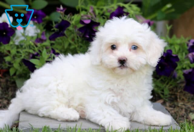Skittles Maltipoo2 image
