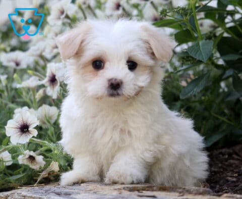 Skyler Maltese