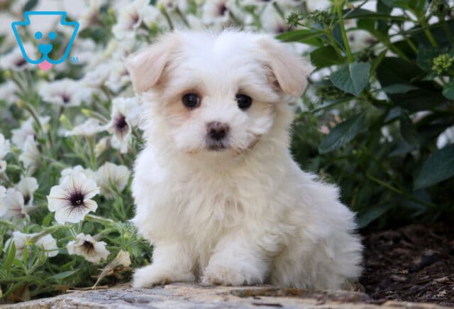 Skyler Maltese image