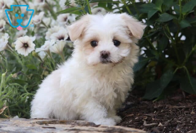 Skyler Maltese2 image