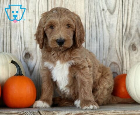 Slinky Goldendoodle