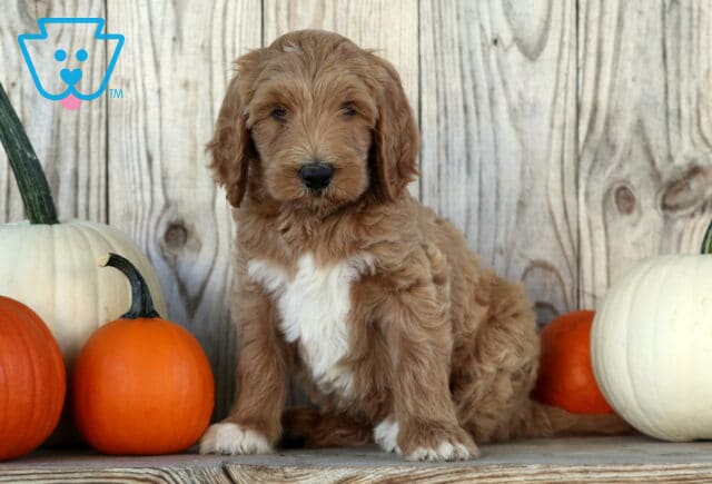 Slinky Goldendoodle image