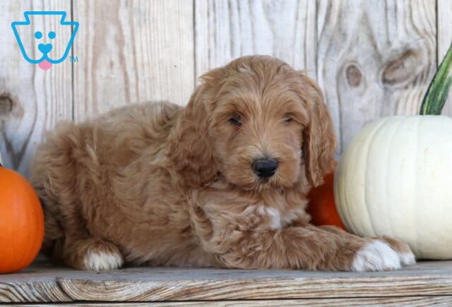Slinky Goldendoodle2 image