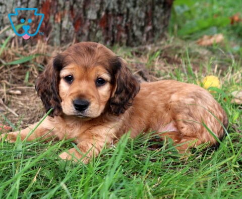 Slinky Mini Dachshund