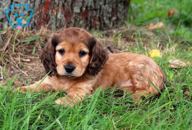 Slinky Mini Dachshund image