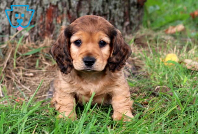 Slinky Mini Dachshund2 image