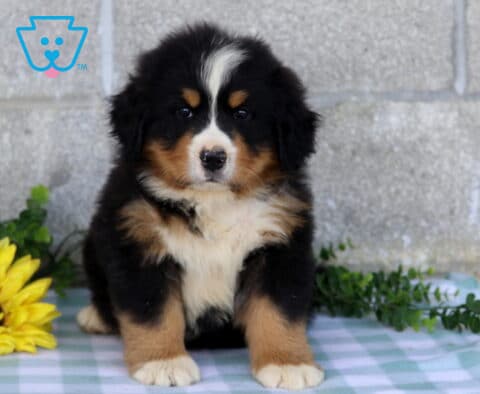Fluffy Bernese Mountain Dog puppy sitting upright on a blue checkered blanket with a bright yellow flower and greenery beside it.