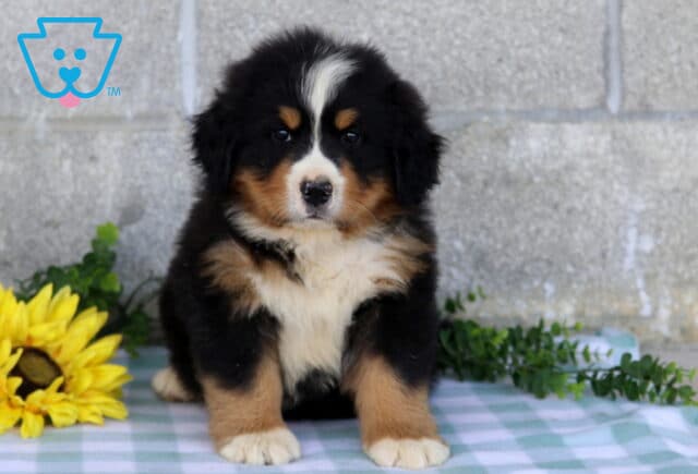 Fluffy Bernese Mountain Dog puppy sitting upright on a blue checkered blanket with a bright yellow flower and greenery beside it. image