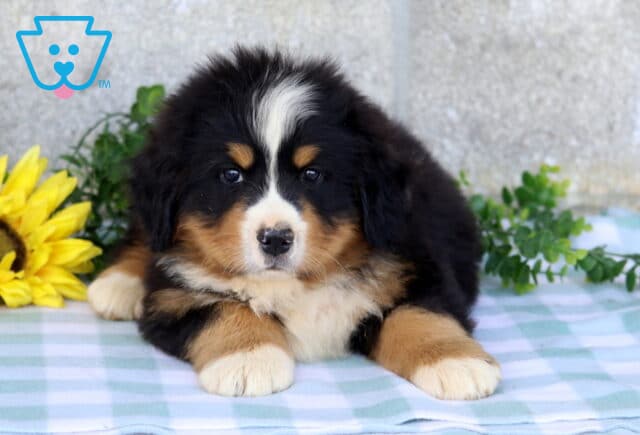 Fluffy Bernese Mountain Dog puppy lying with front paws stretched forward on a blue checkered blanket beside yellow flowers and greenery. image