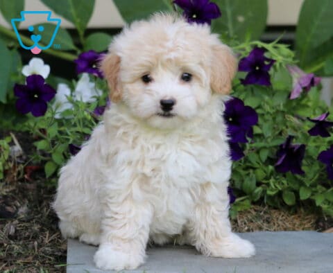 Sonny Maltipoo