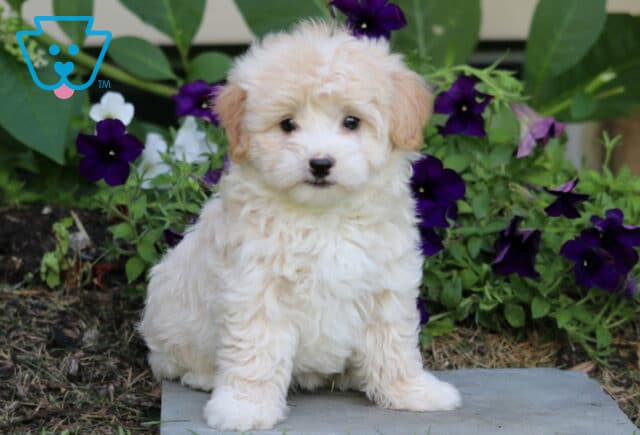 Sonny Maltipoo image