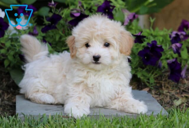 Sonny Maltipoo2 image