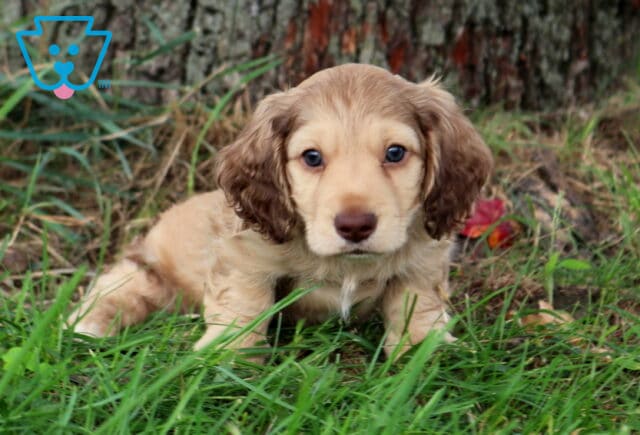 Sonny Mini Dachshund image