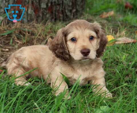 Sonny Mini Dachshund2