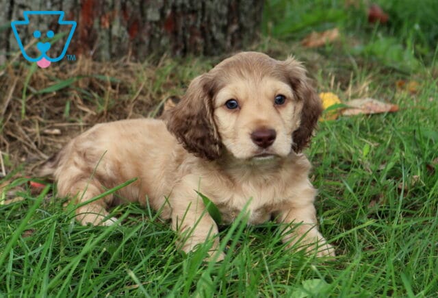 Sonny Mini Dachshund2 image