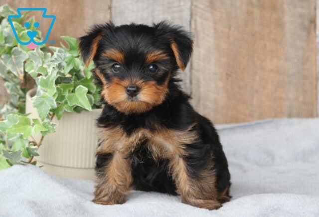 Sonny Yorkie image