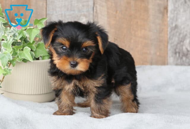 Sonny Yorkie2 image