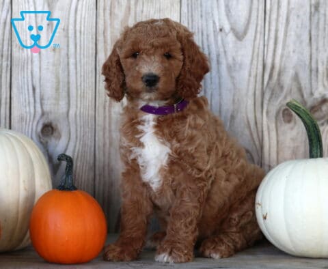 Sophie Goldendoodle