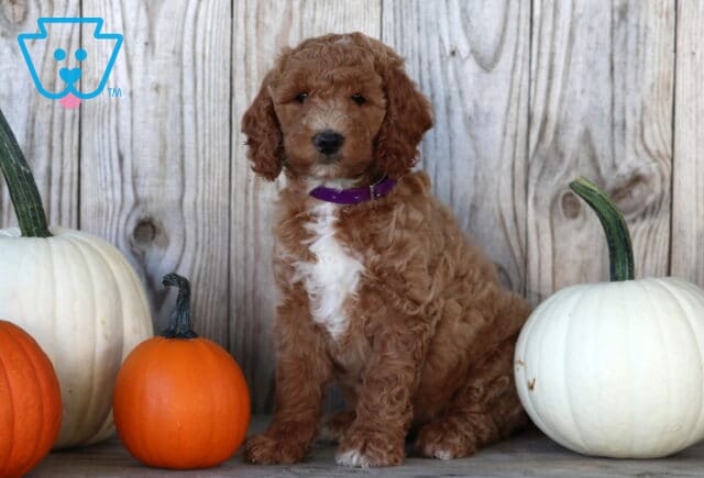 Sophie Goldendoodle image