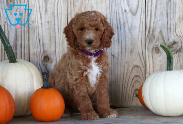 Sophie Goldendoodle2 image