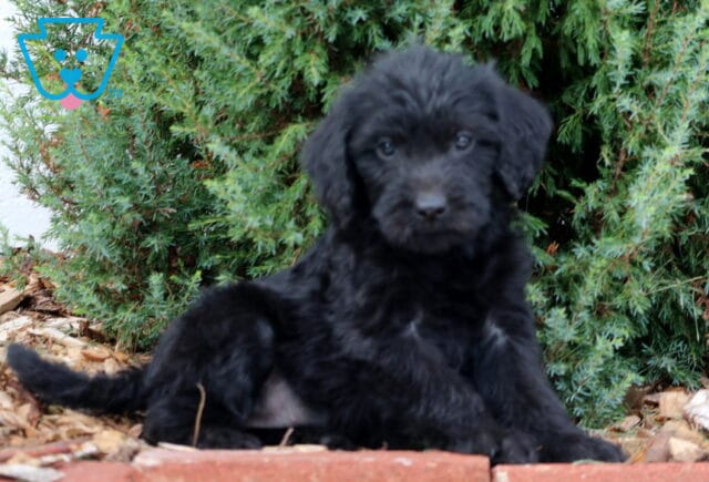 Sophie Lab Mix2 image