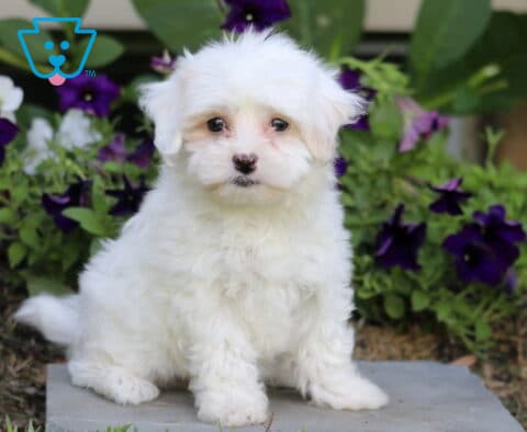 Sophie Maltipoo