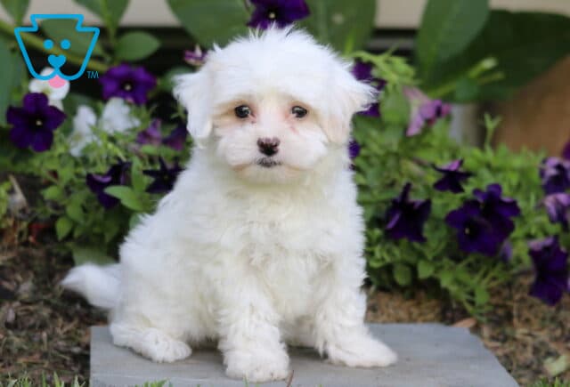 Sophie Maltipoo image