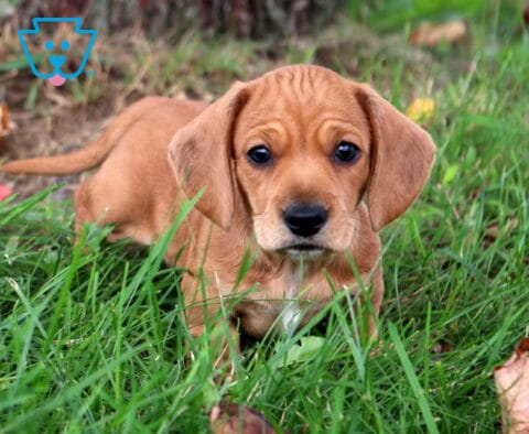 Sparky Mini Dachshund