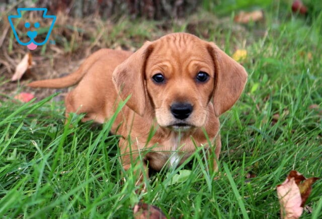 Sparky Mini Dachshund image