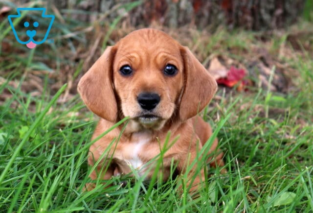 Sparky Mini Dachshund2 image