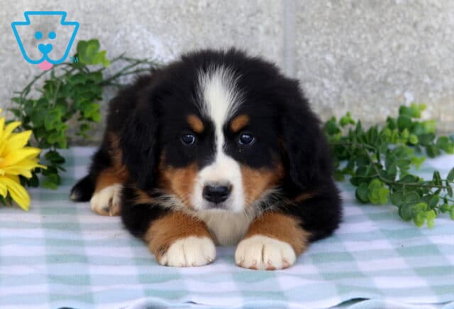 Adorable tri-color Bernese Mountain Dog puppy lying with its white-tipped paws forward on a blue checkered blanket surrounded by green foliage. image