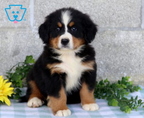 Tri-color Bernese Mountain Dog puppy sitting tall on a blue checkered blanket with yellow flowers and leafy greenery nearby.