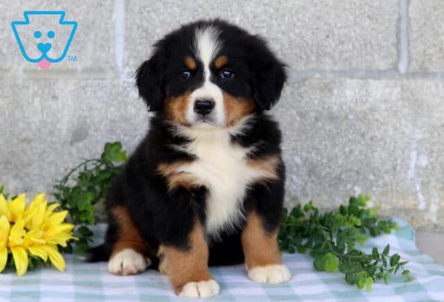 Tri-color Bernese Mountain Dog puppy sitting tall on a blue checkered blanket with yellow flowers and leafy greenery nearby. image