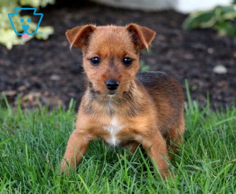 Speedy Yorkie Russell