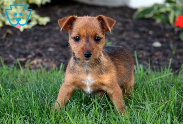 Speedy Yorkie Russell image