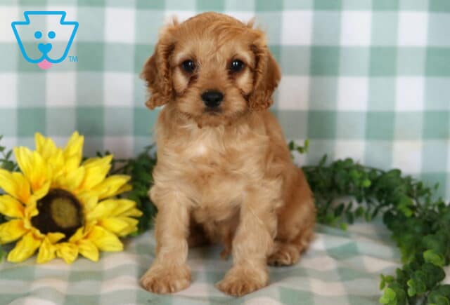 Spike Cavapoo image