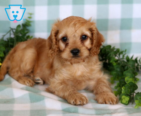 Spike Cavapoo2