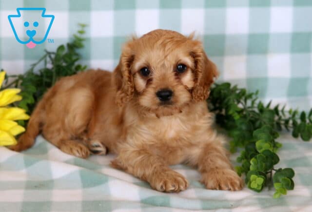 Spike Cavapoo2 image